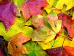 colorful fall leaves