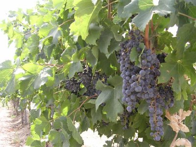 wine grapes grown in the Yakima Valley