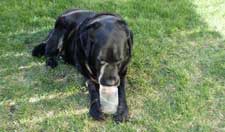 Mauli cleaning a peanut butter jar