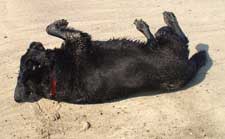 Mauli doing the Sandy Back Mambo